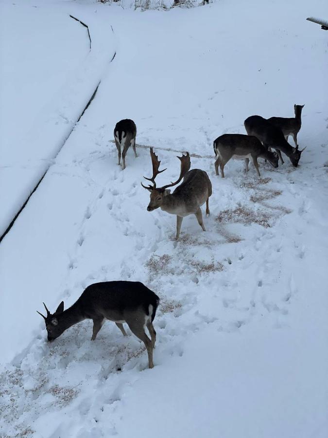 Arciau Gamtos Anyksciai Kurkliai Exterior foto